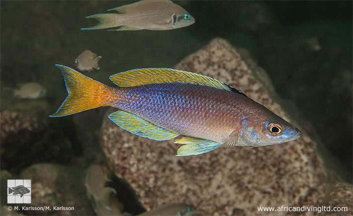 Cyprichromis sp. 'leptosoma jumbo' Lwasase